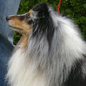 Union Jack Blue de la Vall�e du Mainland (6�me EXC). Propri�taire et producteur : Marcel LASSADE.