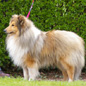 Bachelor Gold de la Maison des Carmes (3�me EXC). Propri�taires et producteurs : M. et Mme DULIERE.