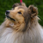 Bachelor Gold de la Maison des Carmes (3�me EXC). Propri�taires et producteurs : M. et Mme DULIERE.