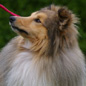 Bachelor Gold de la Maison des Carmes (3�me EXC). Propri�taires et producteurs : M. et Mme DULIERE.