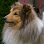 Bachelor Gold de la Maison des Carmes (3�me EXC). Propri�taires et producteurs : M. et Mme DULIERE.