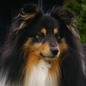 Vaillant Arthur du C�dre Enchant� (EXC). Propri�taire : Emmanuelle BRIERE.