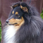 Balthazar (EXC). Propri�taire : Annie HARINTE.