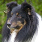 Adagio Dancer Black des F�es du Pays Noir (EXC), � Bich-Ty Hoellinger-Ha. (Photo : Lex GATINEAU)