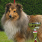 Bachelor Gold de la Maison des Carmes (3�me EXC). Propri�taires et producteurs : M. et Mme DULIERE.