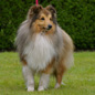 Bachelor Gold de la Maison des Carmes (3�me EXC). Propri�taires et producteurs : M. et Mme DULIERE.