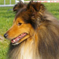 Atol de Goazilec (EXC), � Monique GUYADER.