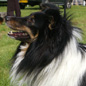 Adagio Dancer Black des F�es du Pays Noir (EXC), � Bich-Ty Hoellinger-Ha.