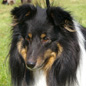 Adagio Dancer Black des F�es du Pays Noir (EXC), � Bich-Ty Hoellinger-Ha.