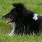 Cooper Noir du Grand Pr� d'Ortignac (AP) � M. et Mme JANNIERE.