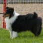 Choupy Brun du Grand Pr� d'Ortignac (1er TP) � Val�rie MOREAU-BONDU.