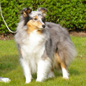Blue Dun des F�es du Pays Noir (4�me EXC), � Nad�ge KOSMALSKI.