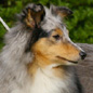 Blue Dun des F�es du Pays Noir (4�me EXC), � Nad�ge KOSMALSKI.