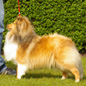 Bergamote Blonde du C�dre Enchant� (5�me EXC). Propri�taire et productrice : Val�rie MOREAU-BONDU.