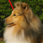 Bergamote Blonde du C�dre Enchant� (5�me EXC). Propri�taire et productrice : Val�rie MOREAU-BONDU.