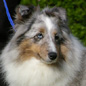 Beauty Love Blue du Grand Pr� d'Ortignac (3�me EXC), � Val�rie MOREAU-BONDU.