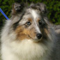 Beauty Love Blue du Grand Pr� d'Ortignac (3�me EXC), � Val�rie MOREAU-BONDU.
