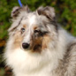 Beauty Love Blue du Grand Pr� d'Ortignac (3�me EXC), � Val�rie MOREAU-BONDU.