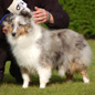 Beauty Love Blue du Grand Pr� d'Ortignac (3�me EXC), � Val�rie MOREAU-BONDU.