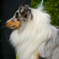 Bor�al Bleu d'Argent de l'Orchid�e d'Emeraude (5�me EXC). Propri�taire et productrice : Corinne MORPELLI.