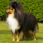 Balto de la Vall�e du Mainland (4�me EXC), � Marcel LASSADE.