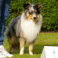 Blue Boomer of Wind River (1er EXC). Propri�taire et productrice : Genevi�ve DAKAN.
