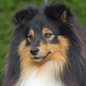 Balto de la Vall�e du Mainland (4�me EXC), � Marcel LASSADE.