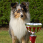 Blue Boomer of Wind River (1er EXC). Propri�taire et productrice : Genevi�ve DAKAN.