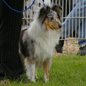 Cheyenne Blue du Puit Saint Loup (EX). Propri�taire : Melle LE MOELLIC.