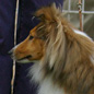 Candy Gold du Puits Saint Loup (6�me EXC), � Mme DEREUMETZ.