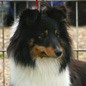 Coco Chanel de la Vall�e du Mainland (10�me EXC), � Marcel LASSADE.