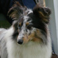 Cheyenne Blue of Wind River (EXC). Propri�taire et productrice : Genevi�ve DAKAN.