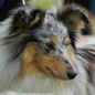 Cheyenne Blue du Puit Saint Loup (EX). Propri�taire : Melle LE MOELLIC.