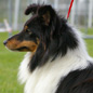 Coco Chanel de la Vall�e du Mainland (10�me EXC), � Marcel LASSADE.