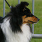 Chipie Brune du C�dre Enchant� (2�me EXC) aux allures. Propri�taire : Didier LENOIR.