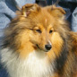 Com�te d'Or du C�dre Enchant� (1�re EXC). Propri�taire et productrice : Val�rie MOREAU-BONDU.