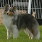 C�sar Blue des F�es du Pays Noir (5�me EXC), � C�cile LUBINEAU.