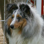 Corto Blue of Wind River (3�me EXC), � Chantal MAHU.