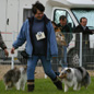 Corto Blue of Wind River (3�me EXC), aux allures. Propri�taire : Chantal MAHU.