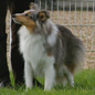 C�sar Blue des F�es du Pays Noir (5�me EXC), � C�cile LUBINEAU.