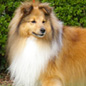 Timon du Jardin d'Ang�lique (4�me EXC) � M. et Mme LACROIX.