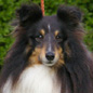 Vicky le Noir de l'Esterazur du Lac (2�me EXC) � M. et Mme GAUTHIER.