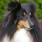 Vicky le Noir de l'Esterazur du Lac (2�me EXC) � M. et Mme GAUTHIER.