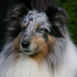 Ulan Bleu du Grand Pr� d'Ortignac (5�me EXC) aux allures. Propri�taire : Evelyne SANNER.