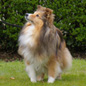 Malia Blonde de Loucambo (4�me EXC) � M. et Mme GIRAULT.
