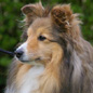 Malia Blonde de Loucambo (4�me EXC) � M. et Mme GIRAULT.