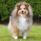 Roxanne du Jardin d'Ang�lique (3�me EXC). Propri�taire et productrice : F�licia DECHALOU.