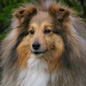 Roxanne du Jardin d'Ang�lique (3�me EXC). Propri�taire et productrice : F�licia DECHALOU.