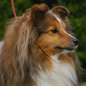 Rumba Land Blonde (1�re EXC). Propri�taire et producteur : Roland TOUZEAU.