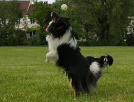 Gio et sa balle !